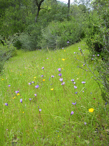 4 23 11 Red Shack wildflowers Meadow with poppies and blue dicks