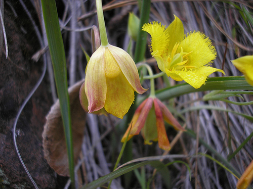 Yellow Globe Lily