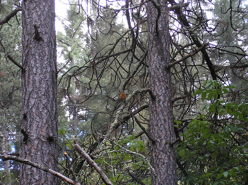 American Robin in a Pine 