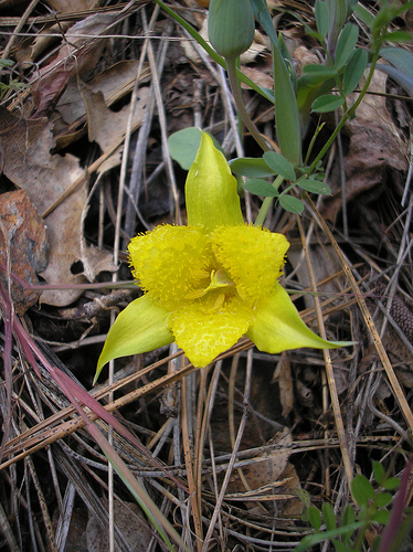 Yellow Star Tulip