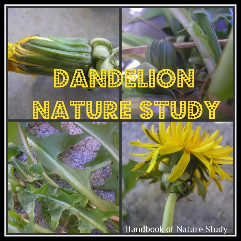 Dandelion+Nature+Study+@handbookofnaturestudy.blogspot.com.jpg