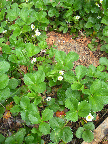 4 18 11 Strawberry blossoms