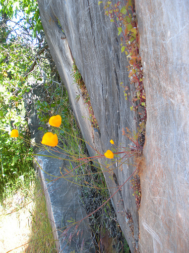 Poppies in the Rock