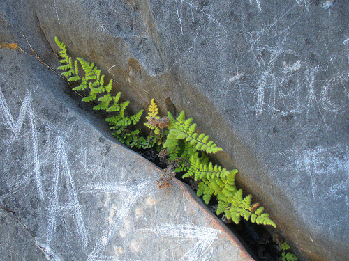Ferns in a Rock