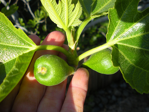 4 28 11 Garden birdfeeder figs