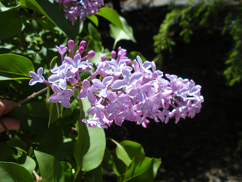 4 30 11 Lilac