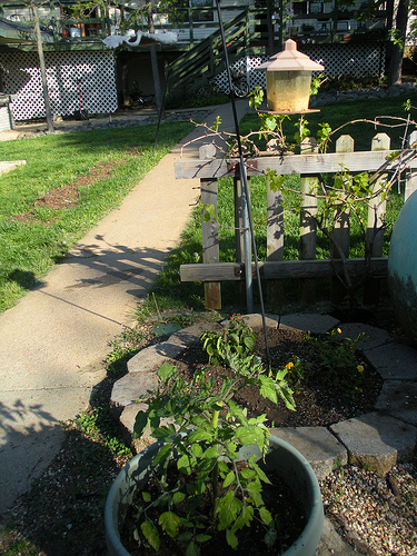 4 28 11 Garden birdfeeder  with tomato and grapes