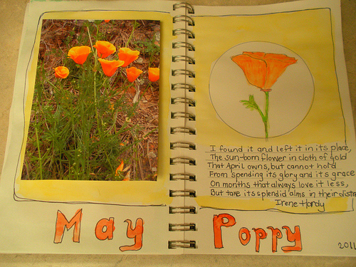 CA Poppy - Nature Journal 3