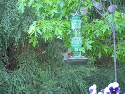 5 7 11 Hummingbirds (2)