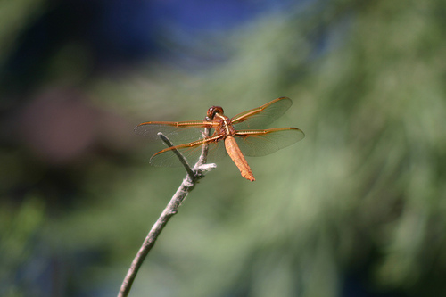 Dragonfly in Our Backyard