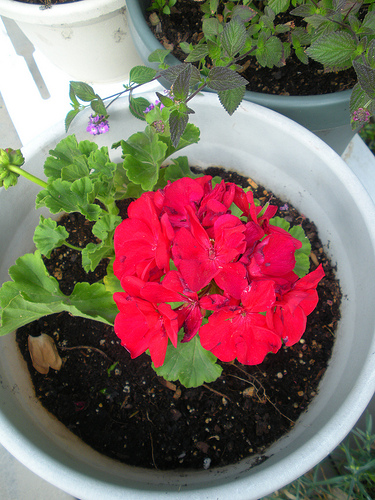 5 14 11 Geranium In a Pot Red