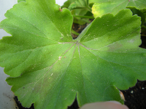 5 14 11 Geranium Leaf