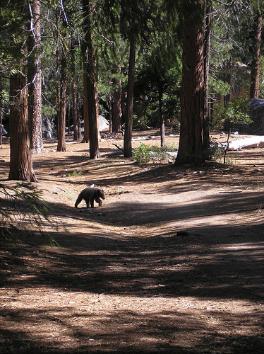 Bear in Yosemite Valley