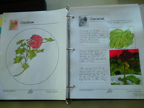 Geranium Notebook Page and Coloring Page