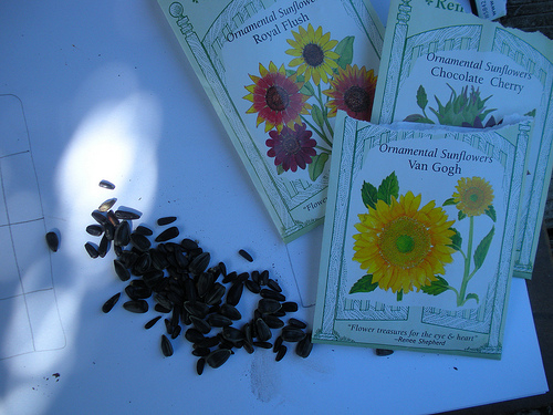 5 10 11 Sunflower Seeds