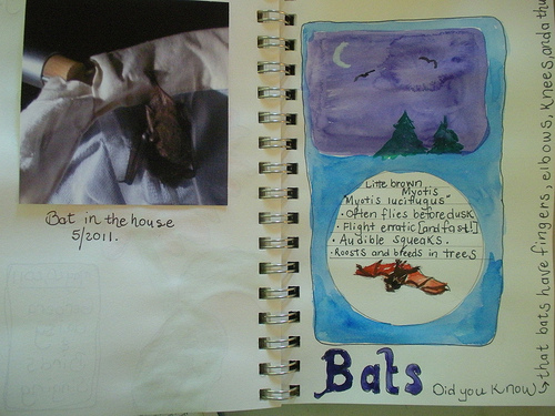 Bat nature journal (1)