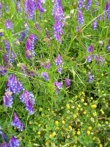 Purple Vetch and Little Yellow Flowers