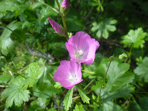 Checker Mallow