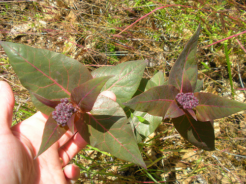 Purple Milkweed