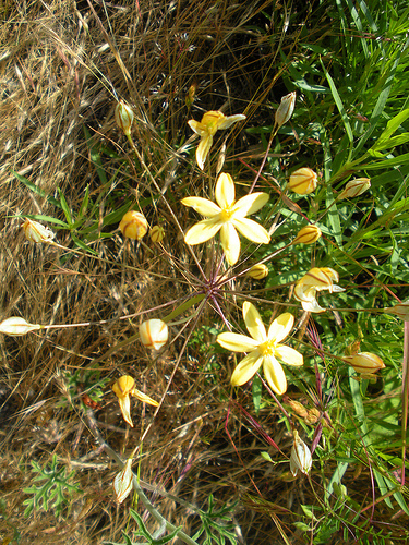 Golden Brodiaea