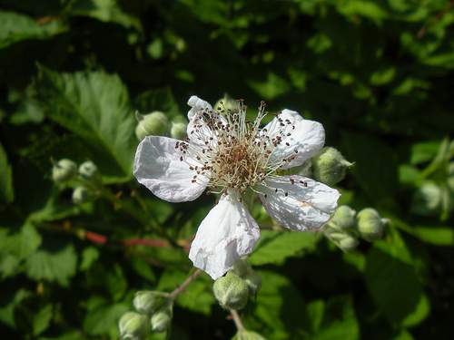 Blackberry blossom