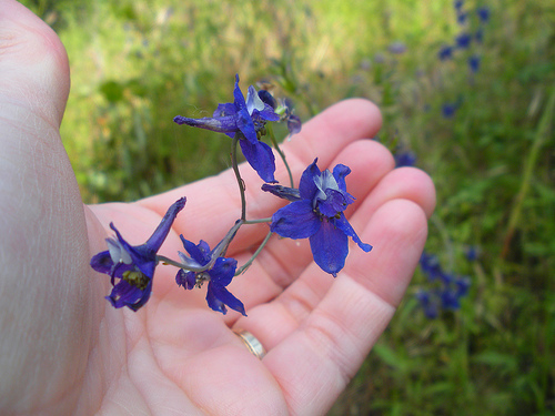 Larkspur