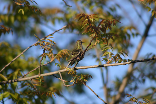 Hummer in tree (3)