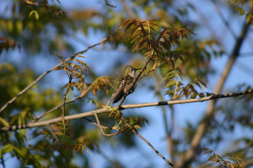 Hummer in tree (2)