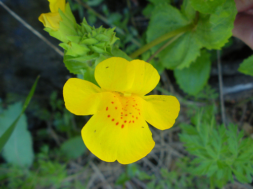 Monkeyflower 5 20 11 (1)