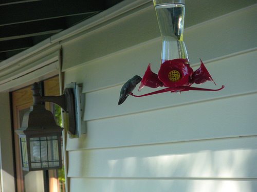 5 26 11 Hummingbird in Feeder