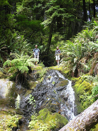 Fern Falls Jedediah Smith SP