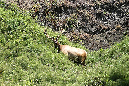 Roosevelt Elk Prairie Creek NP