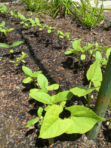 Beans and Sunflowers Sprouts