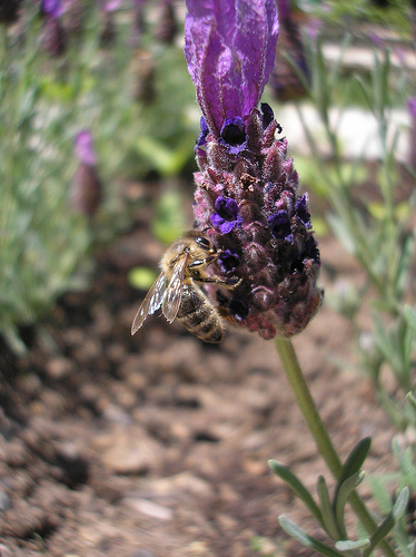Bees on the Lavender