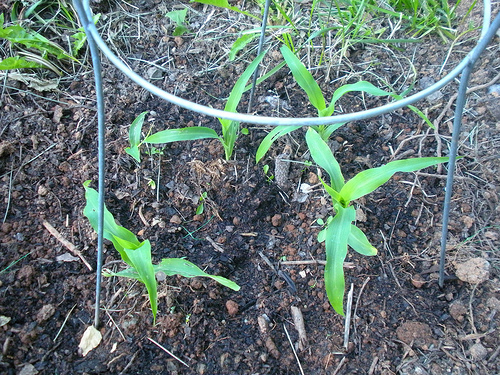 6 12 11 Garden Corn in cages