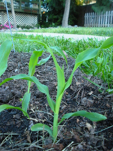 6 12 11 Garden Corn