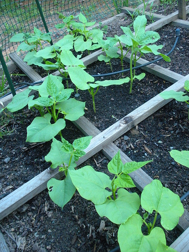 6 12 11 Garden Beans