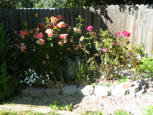 Garden 6 20 11 Rose garden spot