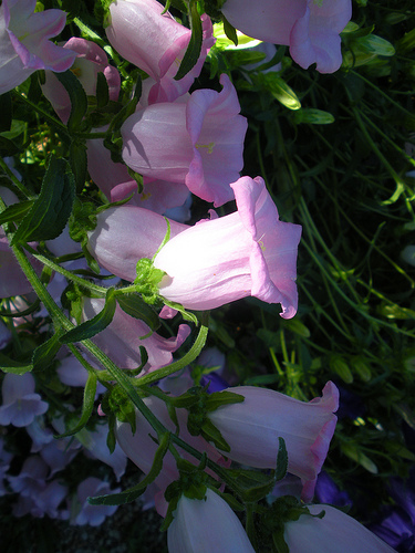 Garden 6 20 11 Pink Cantebury Bells