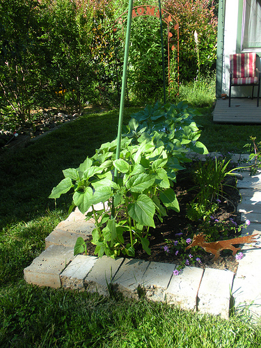 Garden 6 20 11 Sunflowers