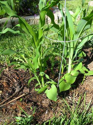 Garden 6 20 11Corn and Beans