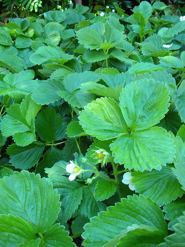 Garden 6 20 11 Strawberries