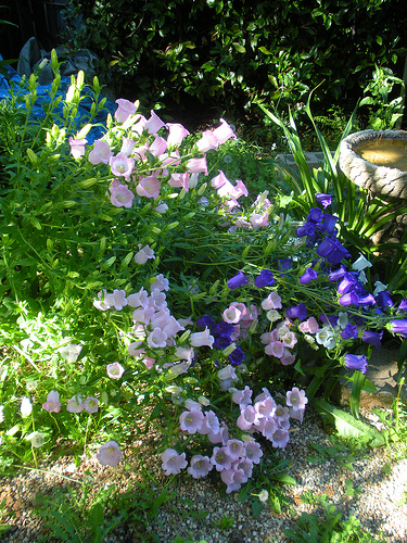 Garden 6 20 11 Cantebury Bells