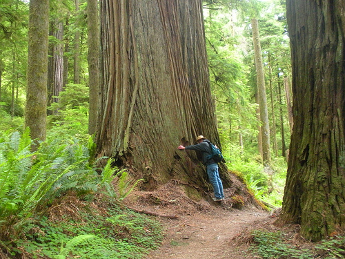 Coast Redwoods