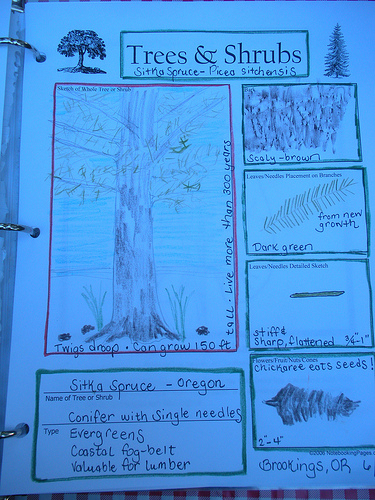 Sitka Spruce notebook page