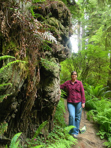 Jedediah Smith Redwoods hiking