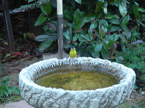 5 11 11 Garden birds Goldfinch in the Birdbath