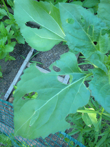 6 27 11 Sunflower Leaves - Eaten by Finches