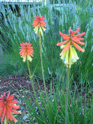 6 27 11 Red Hot Poker