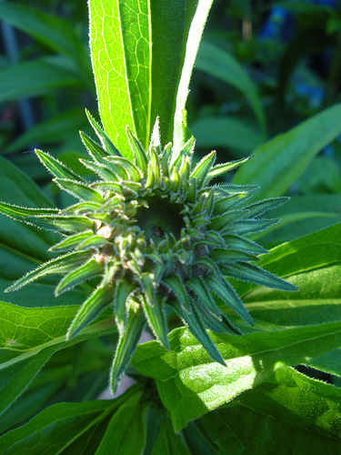 6 27 11 Coneflowers